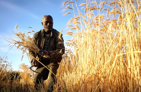 Ethiopia’s Journey from Wheat Self-Sufficiency to Regional Grain Power