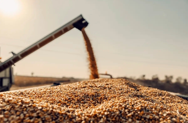 Global cereal output set for biggest decline since 2018 amid persistent Black Sea risks