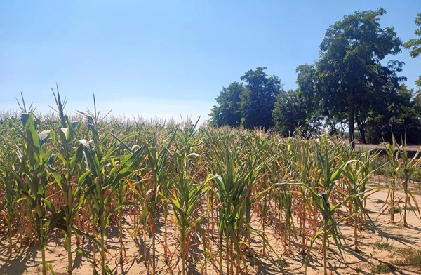 Extreme heat and drought hit summer crops across Europe
