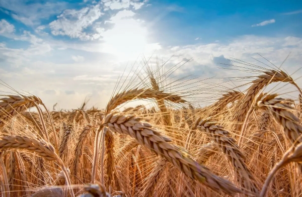 Novonesis to explore the impact of changing wheat quality on pasta production